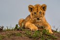 081 Masai Mara, leeuw